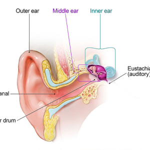 best-ent-doctore-surat