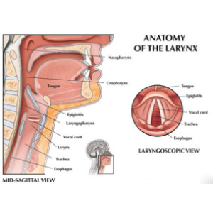 top 5 ent specialist in surat