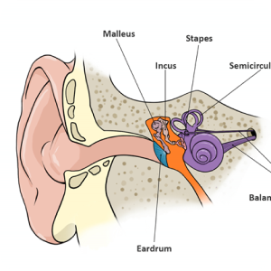 top 5 ent specialist in surat