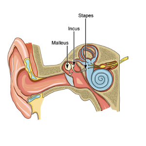 top 5 ent specialist in surat